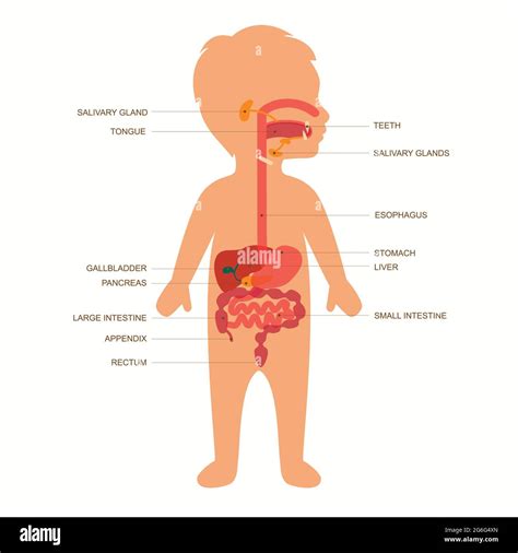 Digestive system diagram kid Cut Out Stock Images & Pictures - Alamy