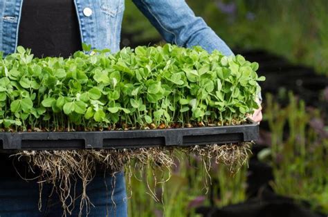 Best trays I've used for growing microgreens : r/gardening