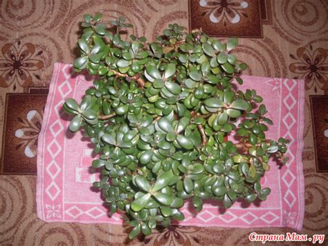Мои денежные деревья))) - Комнатные растения. - Страна Мам