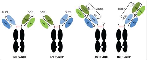 Production Of Bispecific Antibodies In Knobs Into Holes Using A Cell