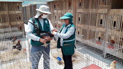 Senasa Vacuna M S De Mil Aves Para Prevenir Enfermedad De Newcastle