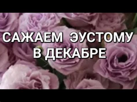 КАК И КОГДА СЕЯТЬ ЭУСТОМУ - YouTube