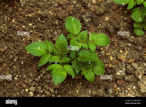 Potato plant roots hi-res stock photography and images - Alamy