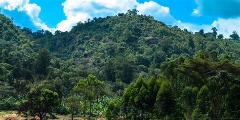 The Yirgacheffe Zone Map Trabocca In Pursuit Of Great Coffee