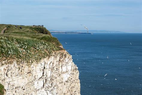 Jan 2024 talk (on Zoom): All Seasons in One Bay (Bempton Cliffs) - North East London Local Group