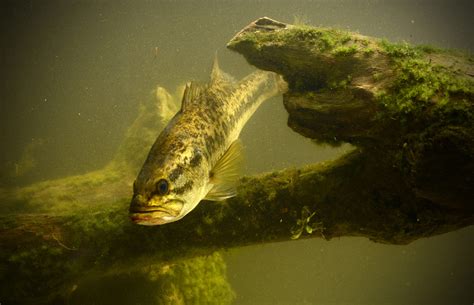 Georgia State Fish One Two Three