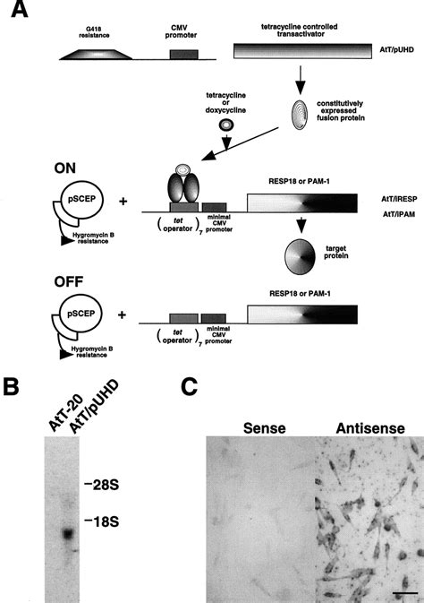 The Reverse Tet Expression System For Inducible Expression Of Resp18