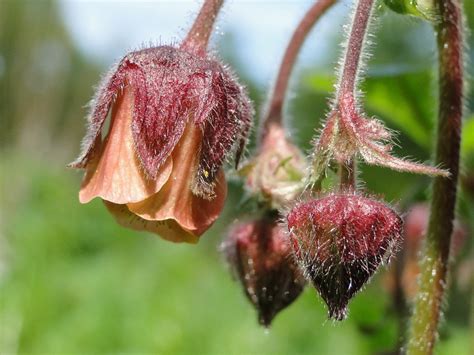 Knikkend Nagelkruid Geum Rivale Hortus Nijmegen