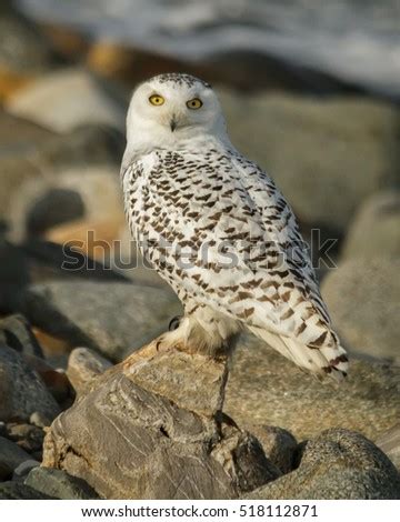 Snowy Owl Diet In Captivity What Do Orcas - coverinter