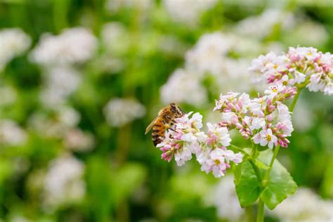 How to Grow Buckwheat Plant in Your Garden - The Daily Gardener