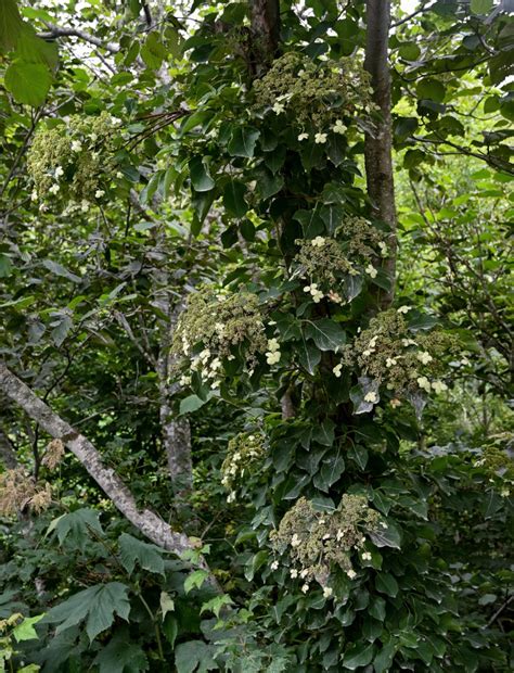 Hydrangea petiolaris - Изображение особи - Плантариум