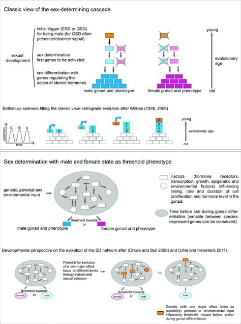 Two Views On The Sexdetermining Cascade Classic View On The