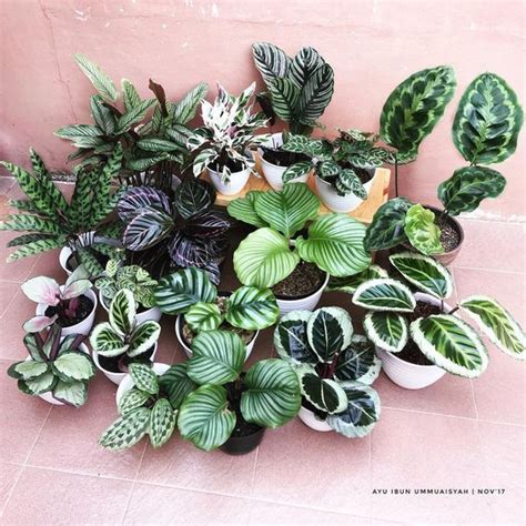 Plantes Vertes Originales Qui Font Le Buzz Sur Les R Seaux Sociaux