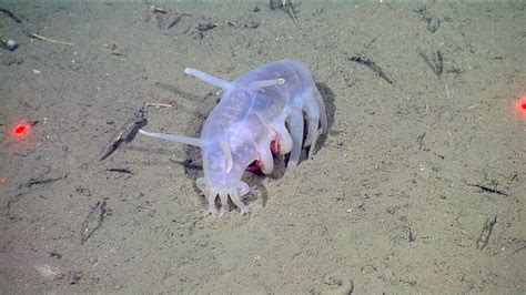 The Creature Feature: 10 Fun Facts About Sea Pigs | WIRED