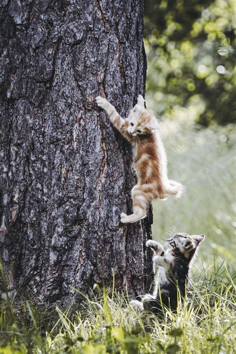 Two Kittens Climbing A Tree In The Garden Stock Photo Image Of Felid