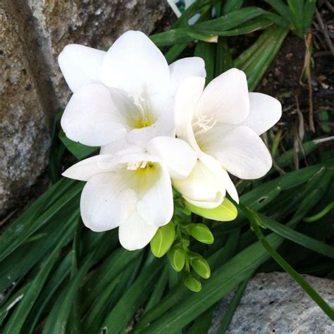 Freesia Its Refreshing For A Flower To Actually Smell Like Fruit