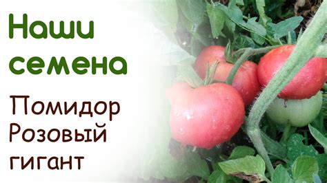 Сорт помидоров "Розовый гигант", свои семена - YouTube