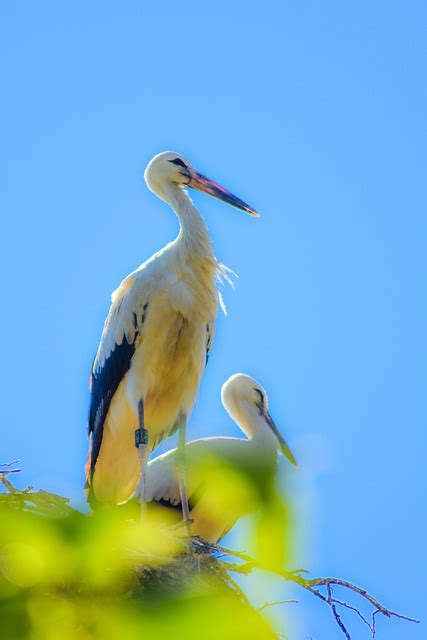 Stork Fugl Gratis foto på Pixabay Pixabay