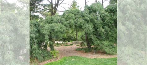 Сосна Веймутова купить в Москве | Товары для дома и дачи | Авито