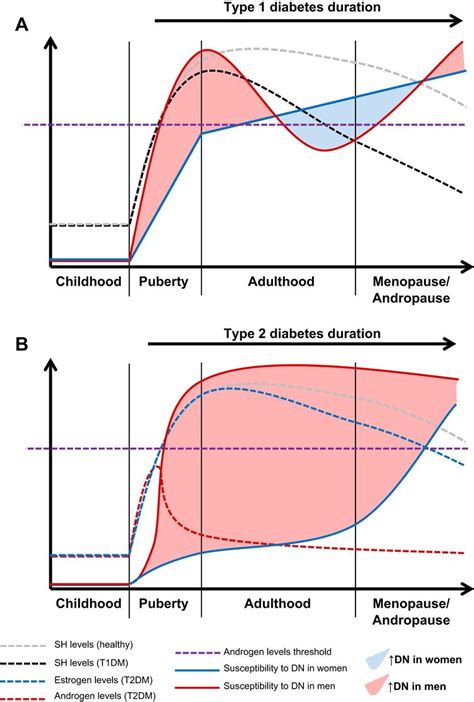 Ras And Sex Differences In Diabetic Nephropathy American Journal Of Physiology Renal