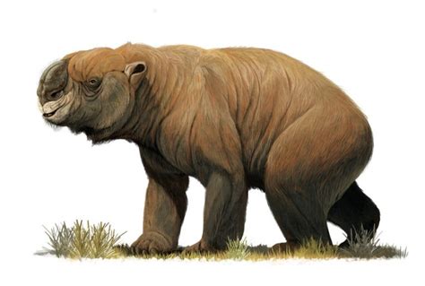 Le Diprotodon La Victime Parfaite Au Quaternaire Dinosauress