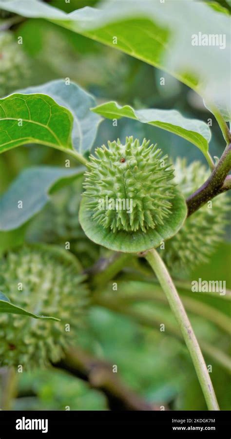 Fruits Of Datura Innoxia Known As Pricklyburr Recurved Thorn Apple Etc