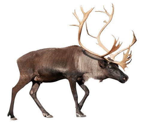 Grand Renne Caribou Png Transparents Stickpng