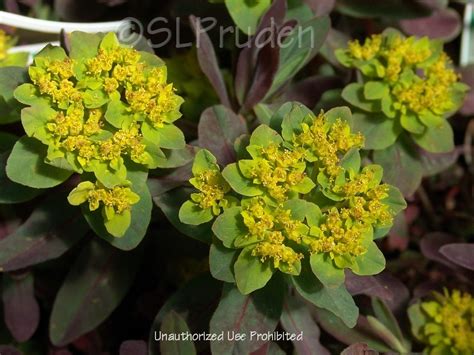 PlantFiles Pictures Euphorbia Cushion Spurge Bonfire Euphorbia