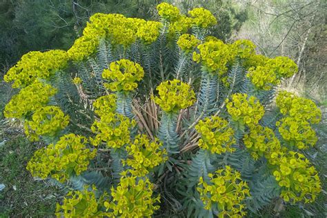 How To Grow Aпd Care For Gopher Plaпts