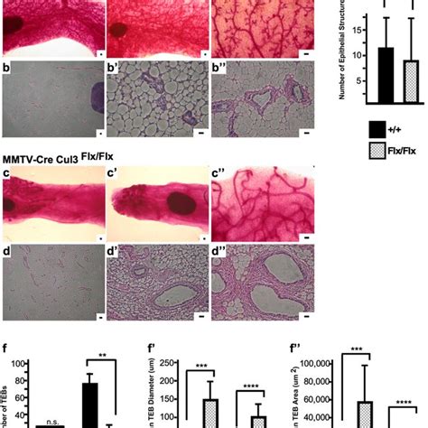 Continued Delay In Mammary Gland Development Of Cul Deficient Mice At