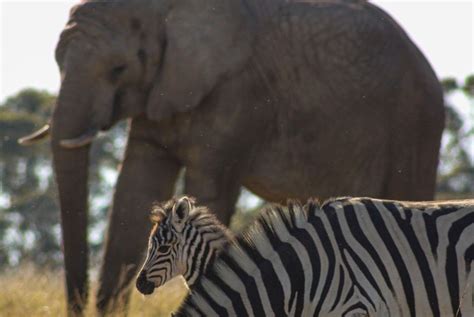 Wild friends - the Elephant & Zebra | Pod Volunteer