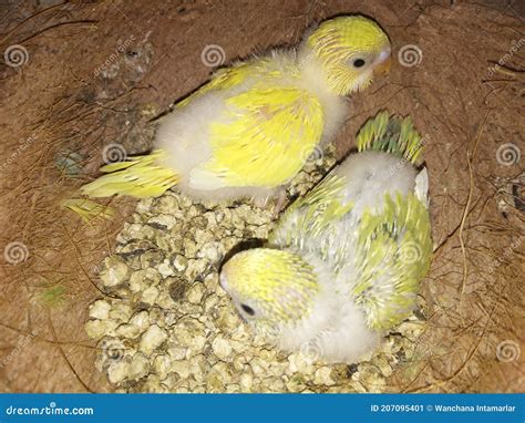 Baby Parrot In Nest Stock Image Image Of Wing Wildlife 207095401