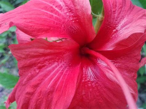 Mengenal Kembang sepatu (Hibiscus rosa sinensis L) - Andi Hasbi Jaya