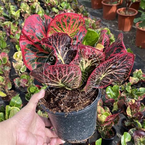 Formosa Codiaeum Variegatum Croto Pokok Puding 变色木 Outdoor Plant Real