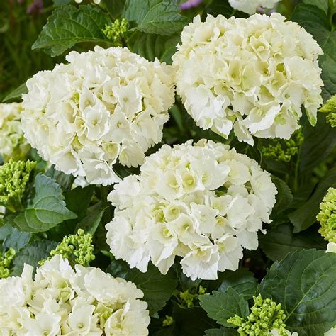 Buy Mophead Hydrangea Hydrangea Macrophylla White £1999 Delivery By