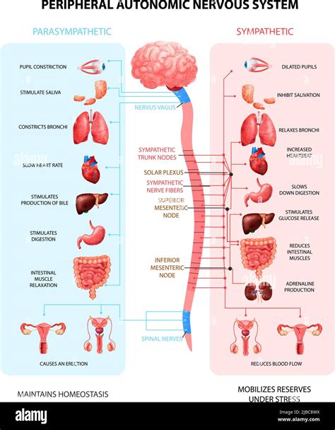 Autonomic Nervous System Chart Poster