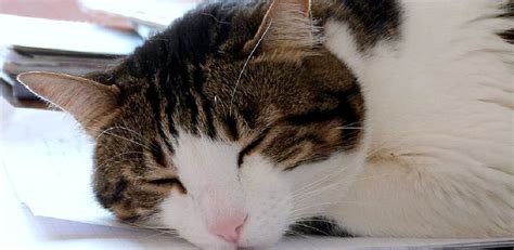 Why Do Cats Curl Up When They Sleep Detailed Explanation 2025