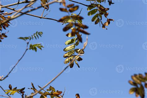 colorful deciduous trees 9407875 Stock Photo at Vecteezy