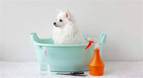 How To Remove Urine Stains From White Dog Fur Step By Step Guide