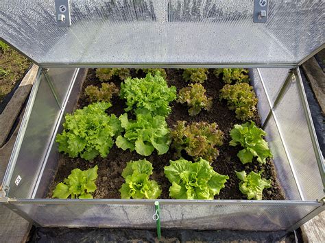 How to Grow Lettuce in a Greenhouse | Greenhouse Emporium