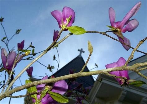 Japanese Magnolias How To Choose Plant And Care For These Spring