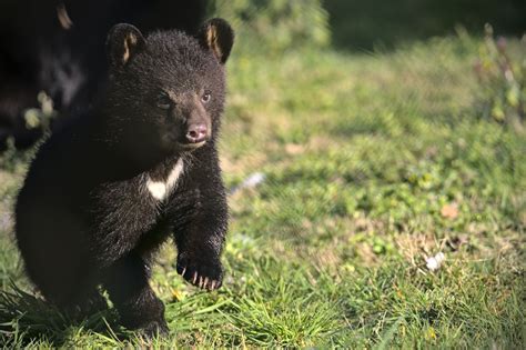 Baby Bears Leave The Den Woburn Safari Park