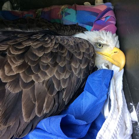 Lead Poisoning & Eagles | Tamarack Wildlife Center