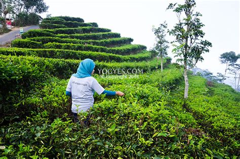 Kebun Teh Kulon Progo Newstempo