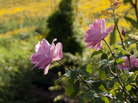 Free Images Nature Blossom Leaf Bloom Botany Flora Wildflower