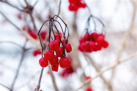 Arbusto De Viburno Frutas Vermelhas Em Um Fundo De Neve Branca