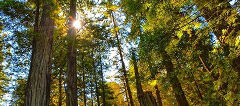 Coastal Redwood Trees: What Should You Know? - Tree Secrets