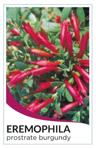 Eremophila prostrate Burgundy - The Plant Cellar