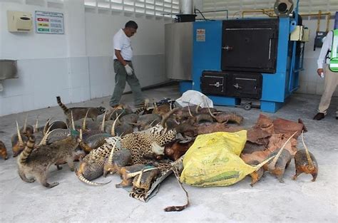 Destruye Profepa Piezas De Taxidermia Productos Y Subproductos De