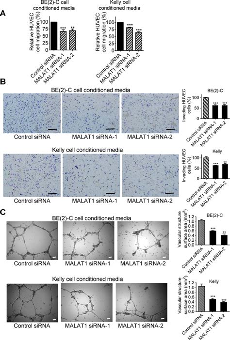 Malat Expression In Neuroblastoma Cells Induces Endothelial Cell